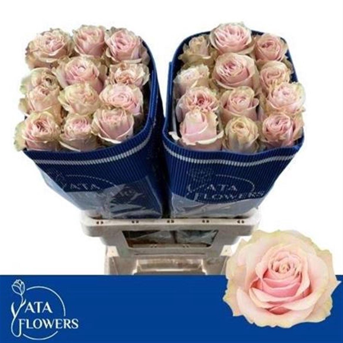 <h4>R Gr Pink Mondial Ec</h4>