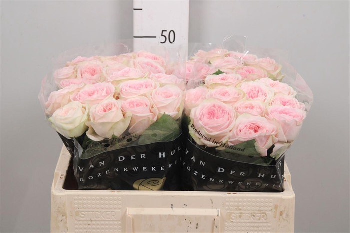 <h4>R Gr Bal Summerhouse</h4>