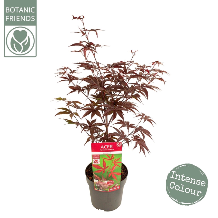 <h4>Acer palm. 'Bloodgood'</h4>