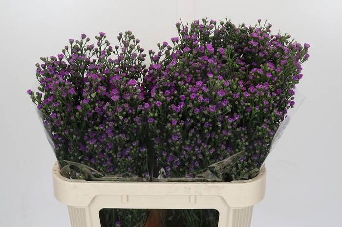 <h4>Aster Baby Pink</h4>