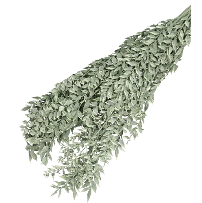 Droogbloem Ruscus 65cm 110g