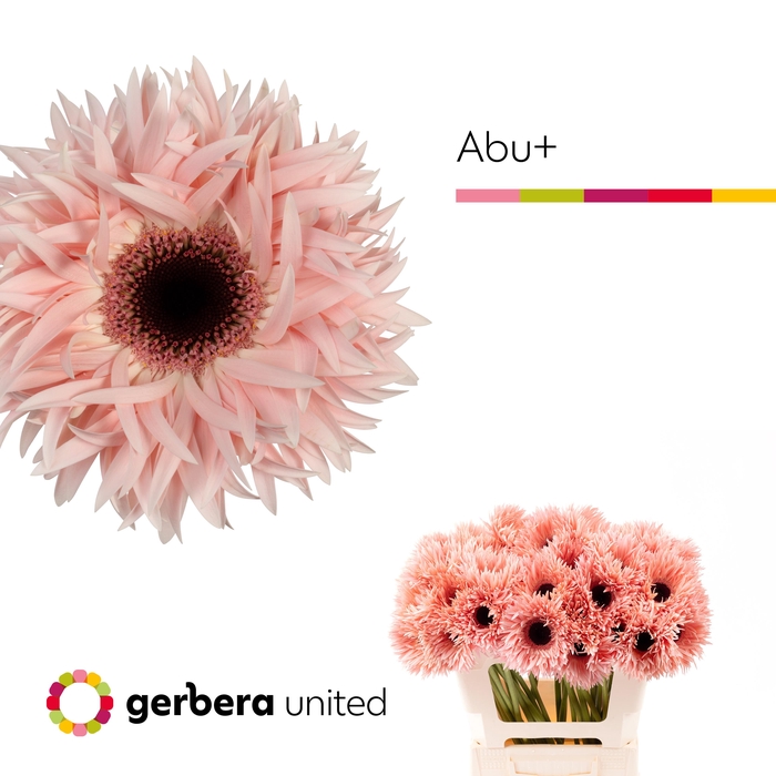 <h4>Gerbera Spider Abu Water x40</h4>