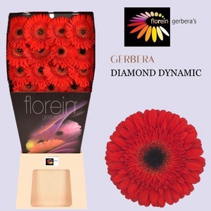 Gerbera Dynamic Diamond