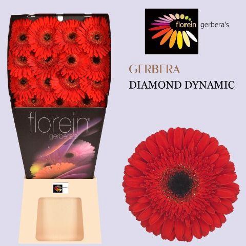 <h4>Gerbera Dynamic Diamond</h4>