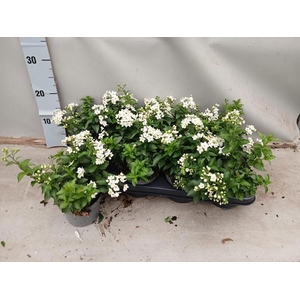 SOLANUM JASMINOIDES