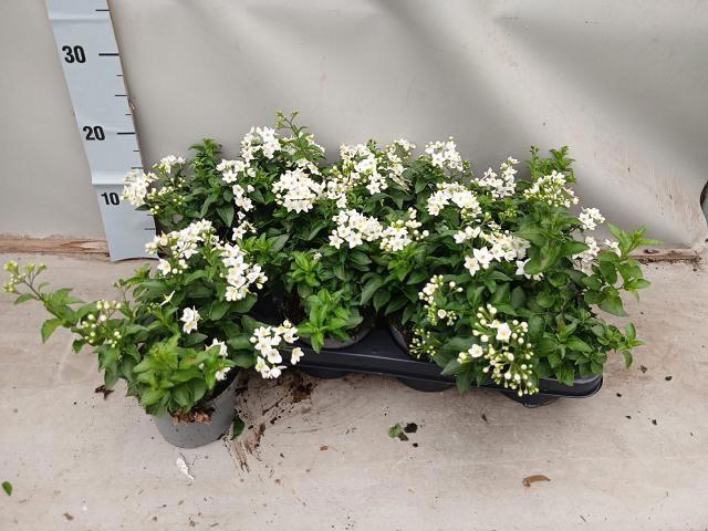 <h4>SOLANUM JASMINOIDES</h4>