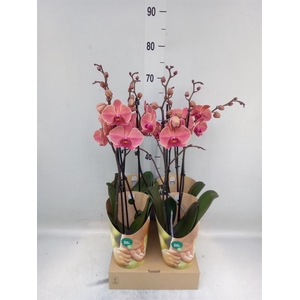 Phalaenopsis  'Ant Narbonne'