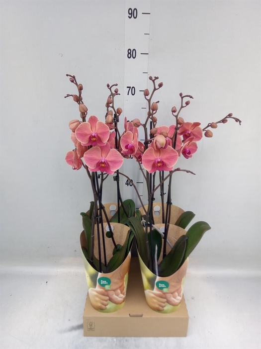 <h4>Phalaenopsis  'Ant Narbonne'</h4>