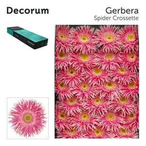 Gerbera Spider Crossette Doos