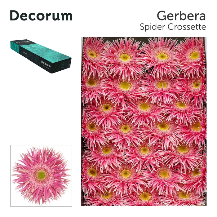 <h4>Gerbera Spider Crossette</h4>