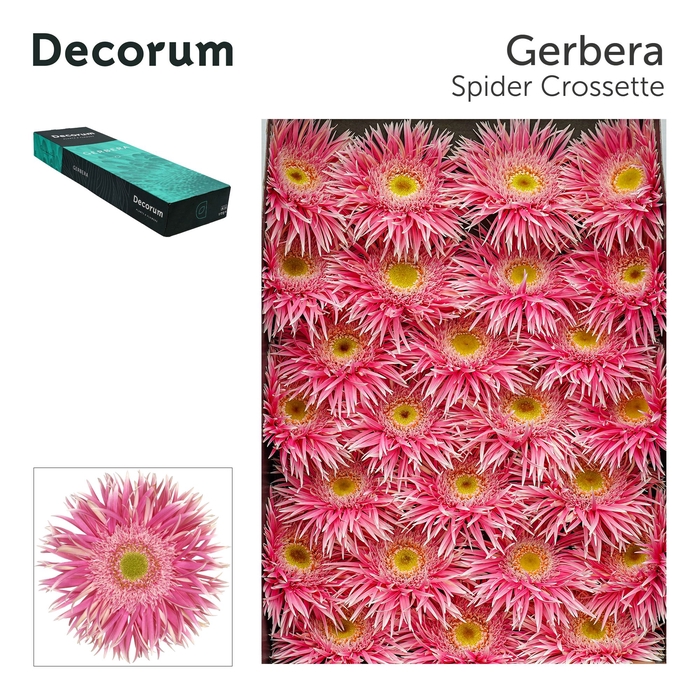 <h4>GE GS CROSSETTE Doos</h4>