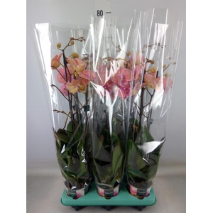 Phalaenopsis   ...