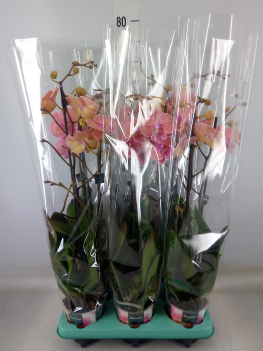 <h4>Phalaenopsis   ...</h4>