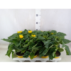 Helianthus an. 'Sunsation'