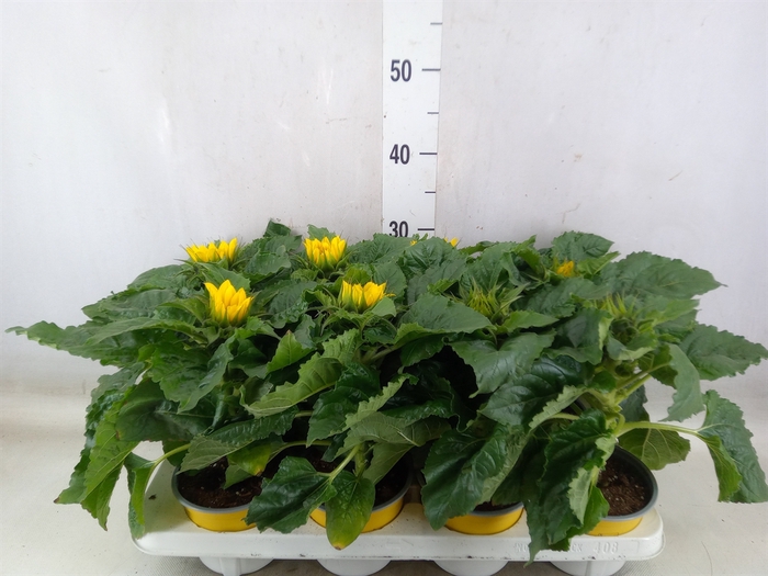 <h4>Helianthus an. 'Sunsation'</h4>