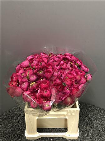 Ran Eleg Hot Pink Extra