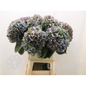 Hydrangea pimpernel classic aubergine