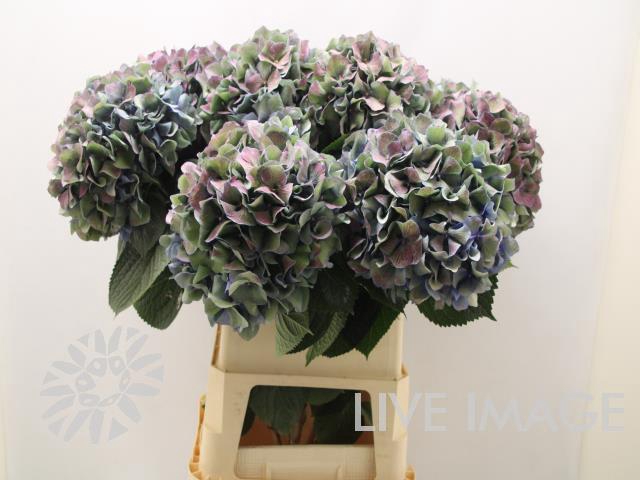 <h4>Hydrangea pimpernel classic aubergine</h4>