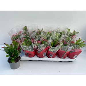 Schlumbergera gemengd 3 kleuren