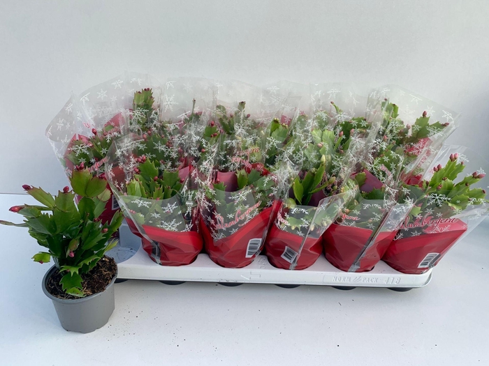 <h4>Schlumbergera gemengd 3 kleuren</h4>