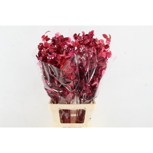 DF Lunaria BS Cerise