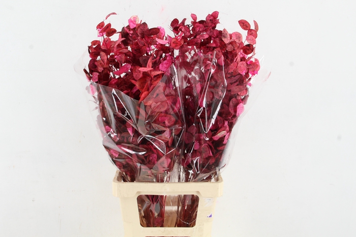 <h4>DF Lunaria BS Cerise</h4>