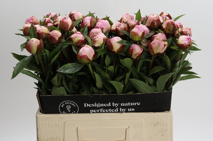 <h4>Paeonia Gardenia</h4>