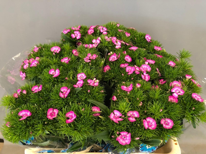 Dianthus Br Am Melian