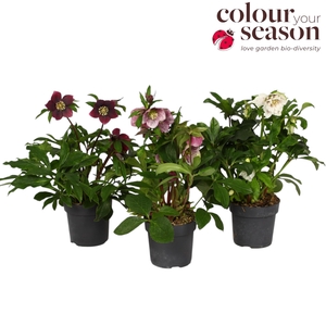 Helleborus orientalis mix P15