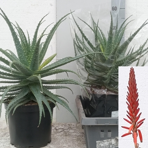ALOE ARBORESCENS