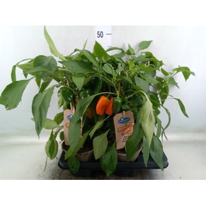 Capsicum annuum   ...paprika