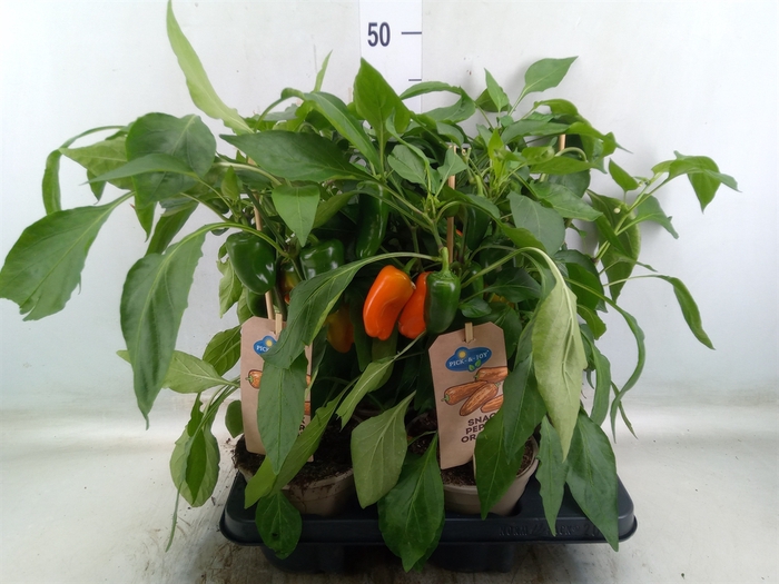 <h4>Capsicum annuum   ...paprika</h4>