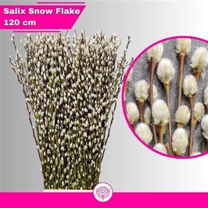 Salix Ca Snow Flake 120 Cm