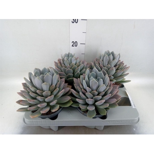 Pachyphytum  'Draco'