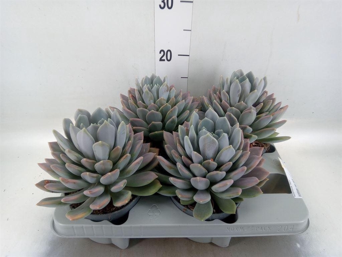 <h4>Pachyphytum  'Draco'</h4>