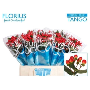 HYP COCO TANGO