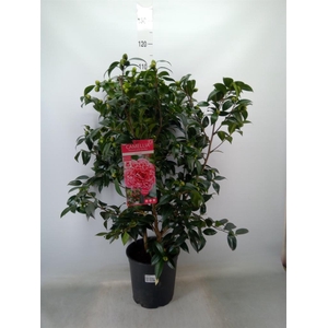 Camellia   ...