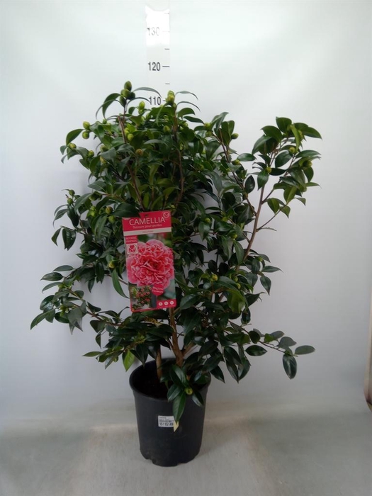 <h4>Camellia   ...</h4>