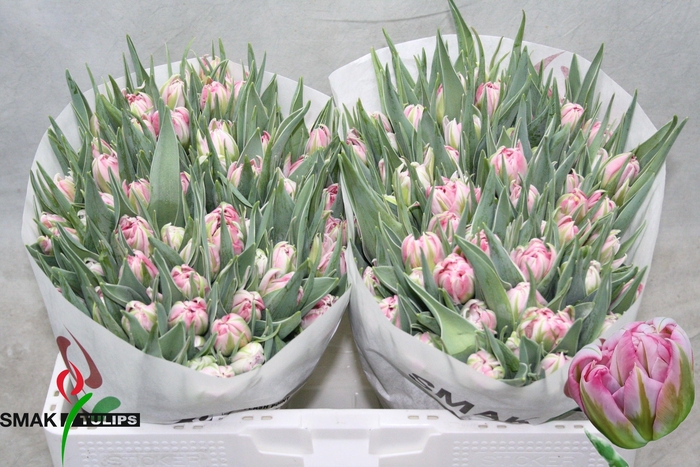 <h4>TU DU FLASH POINT</h4>