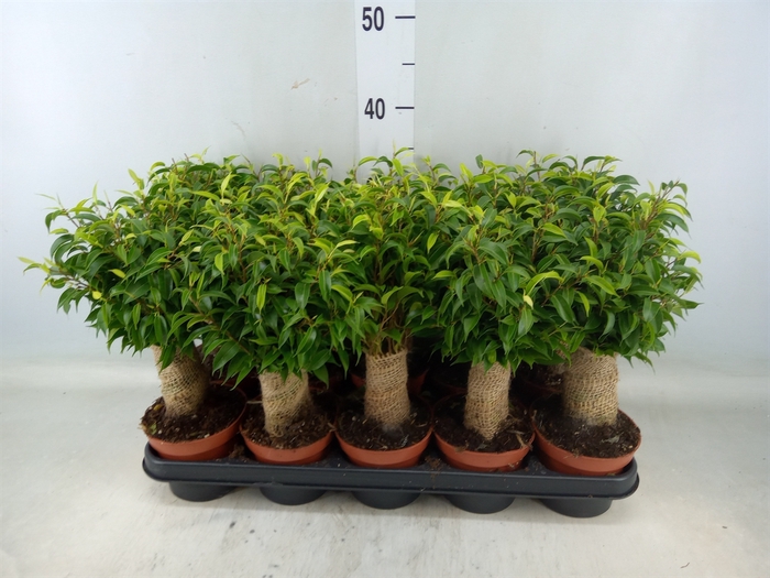 <h4>Ficus benja. 'Natasja'</h4>