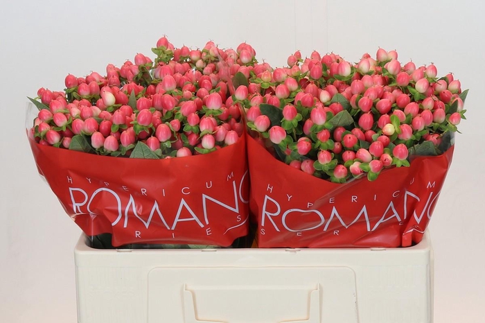 <h4>HYP SWEET ROMANCE</h4>