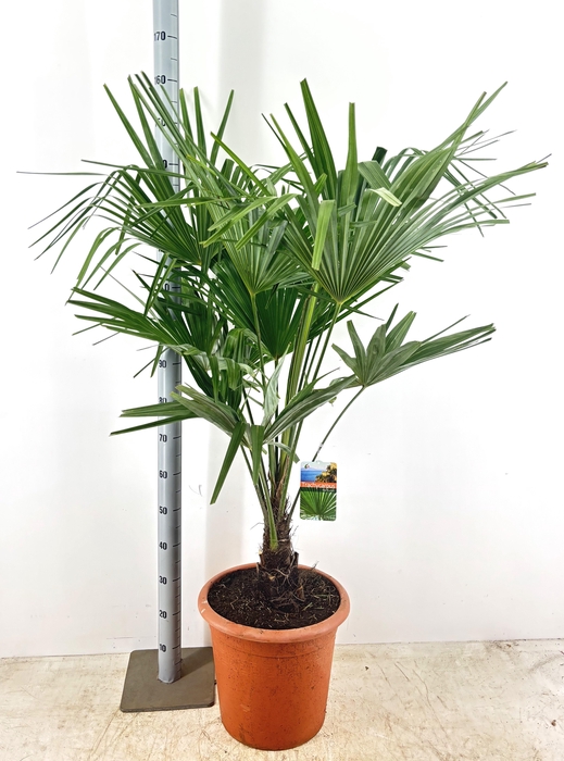 <h4>TRACHYC FORTUNEI</h4>