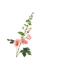 Alcea Large Pink