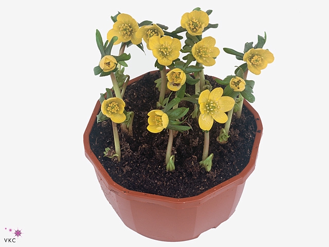 ERANTHIS HYEMALIS