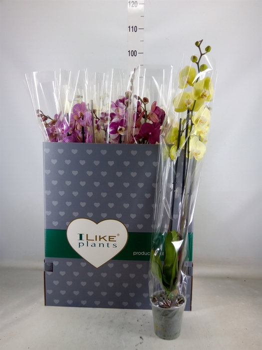 <h4>Phalaenopsis   ...mix</h4>