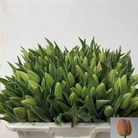 <h4>Tu En Ollioules</h4>