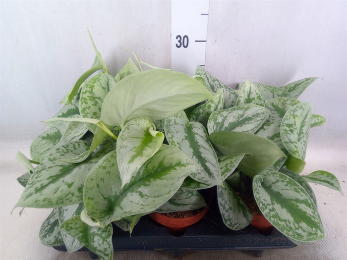 <h4>Scindapsus pictus 'Trebie'</h4>