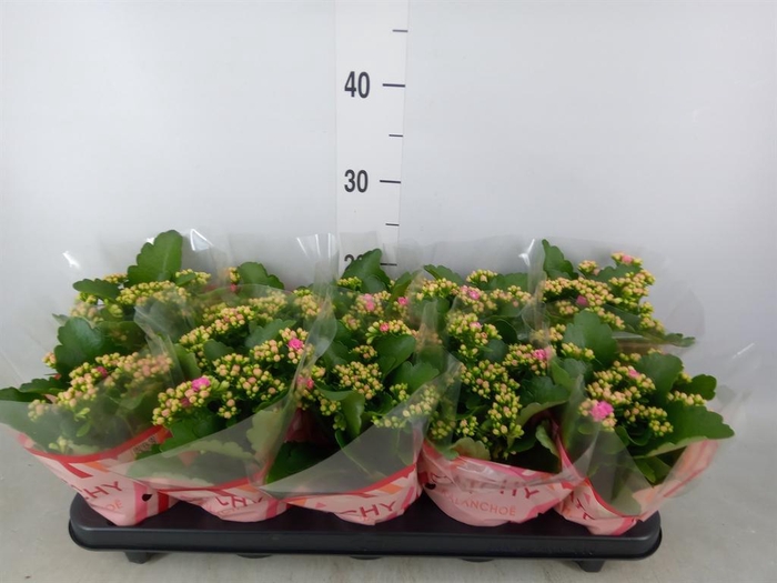 <h4>Kalanchoe blos. 'RosDon Nando'</h4>
