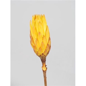 Dried Repens Yellow 5pc Bunch