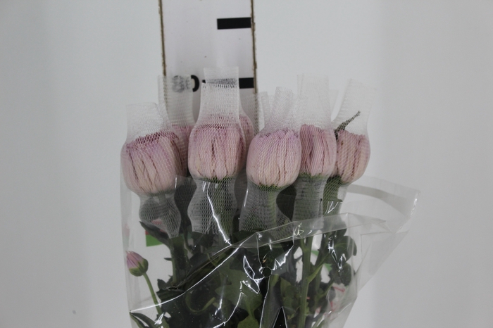 <h4>ANASTASIA BODA 080 CM</h4>